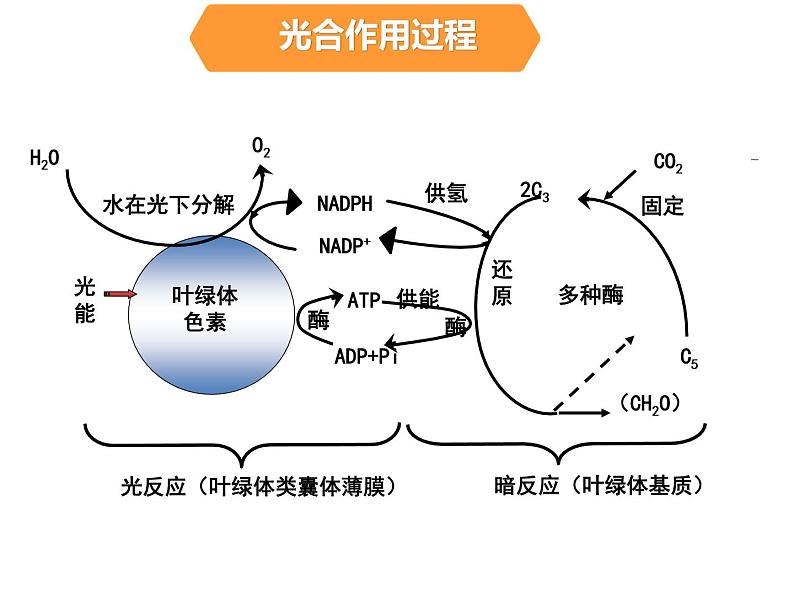 36光合作用的原理和应用第3页