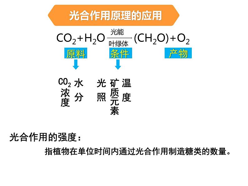 36光合作用的原理和应用第4页