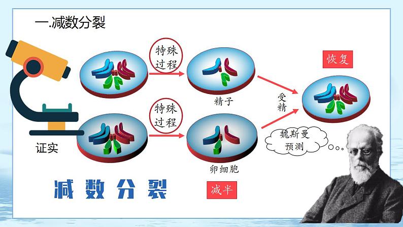 2.1 减数分裂和受精作用-高中生物 课件+练习（人教版2019 必修2）03