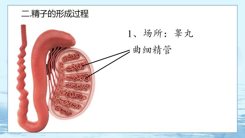 2.1 减数分裂和受精作用-高中生物 课件+练习（人教版2019 必修2）05