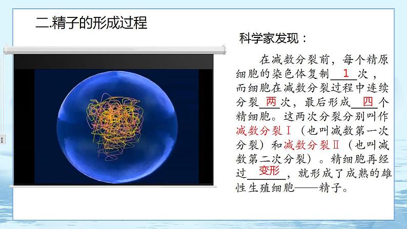 2.1 减数分裂和受精作用-高中生物 课件+练习（人教版2019 必修2）07