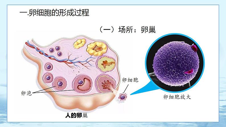 2.1 减数分裂和受精作用-高中生物 课件+练习（人教版2019 必修2）04