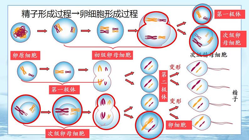 2.1 减数分裂和受精作用-高中生物 课件+练习（人教版2019 必修2）06