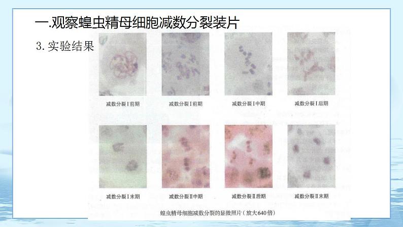 2.1 减数分裂和受精作用-高中生物 课件+练习（人教版2019 必修2）04