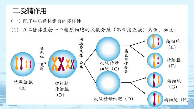 2.1 减数分裂和受精作用-高中生物 课件+练习（人教版2019 必修2）07