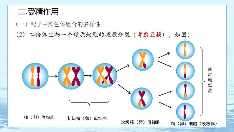 2.1 减数分裂和受精作用-高中生物 课件+练习（人教版2019 必修2）08