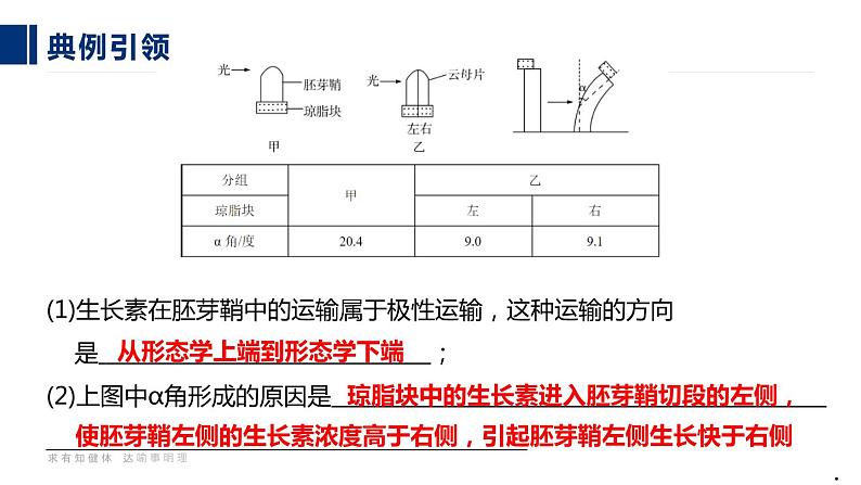 16人教版-微专题-微专题 植物激素调节的相关实验探究课件第6页