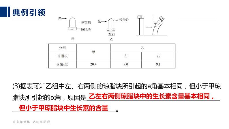 16人教版-微专题-微专题 植物激素调节的相关实验探究课件第7页