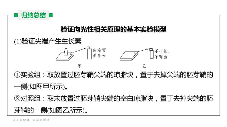 16人教版-微专题-微专题 植物激素调节的相关实验探究课件第8页