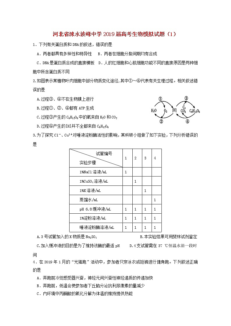 高中生物河北省涞水波峰中学2019届高考生物模拟试题（1）第1页