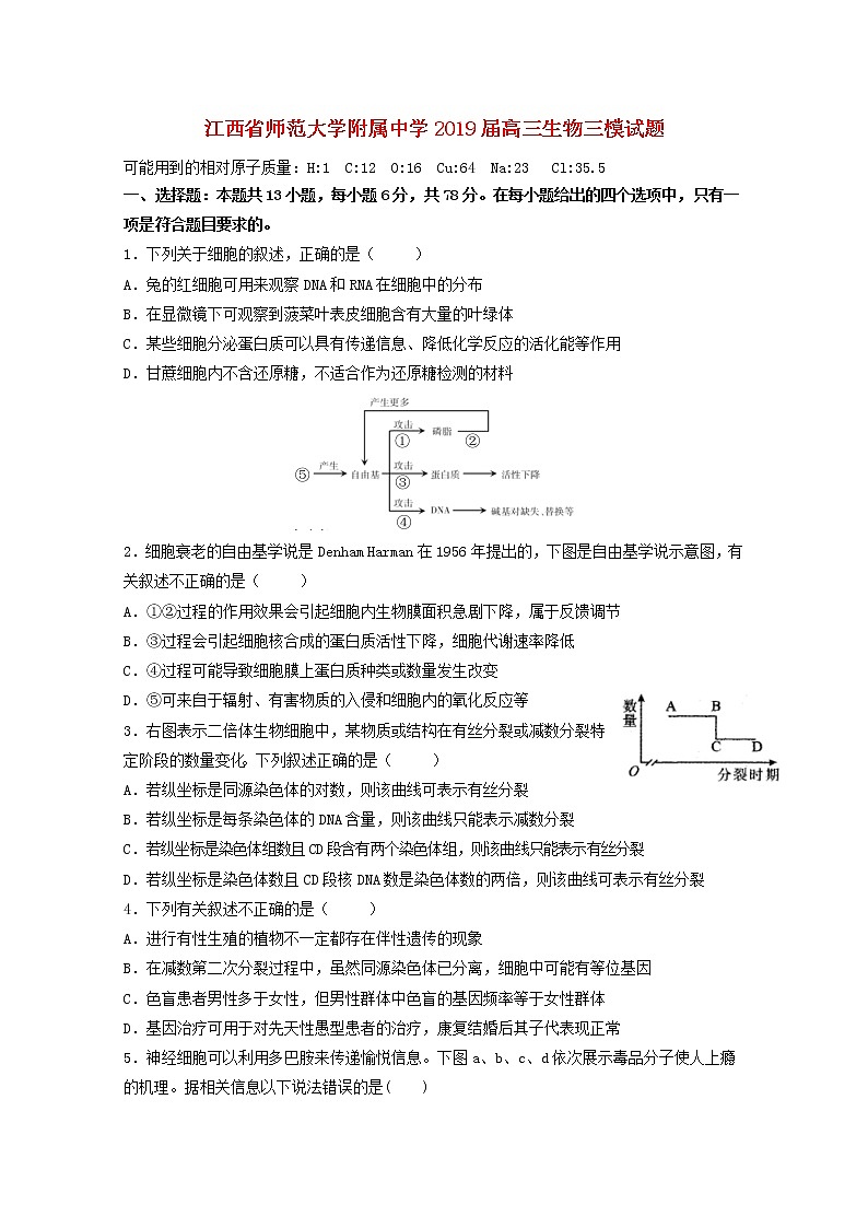 高中生物江西省师范大学附属中学2019届高三生物三模试题第1页