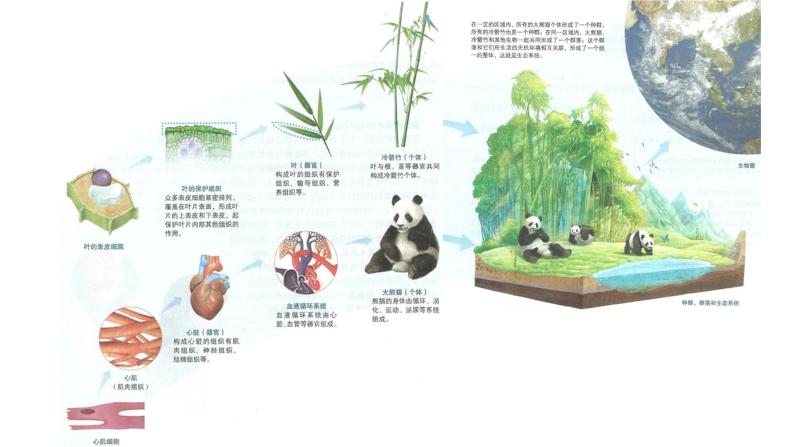 生物第1章 种群及其动态第1节 种群的数量特征优秀ppt课件-教习网|课件下载