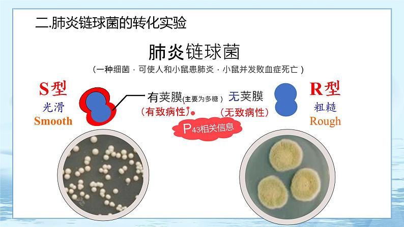 3.1 DNA是主要的遗传物质-高中生物 课件+练习（人教版2019 必修2）08