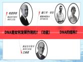 3.2 DNA的结构-高中生物 课件+练习（人教版2019 必修2）