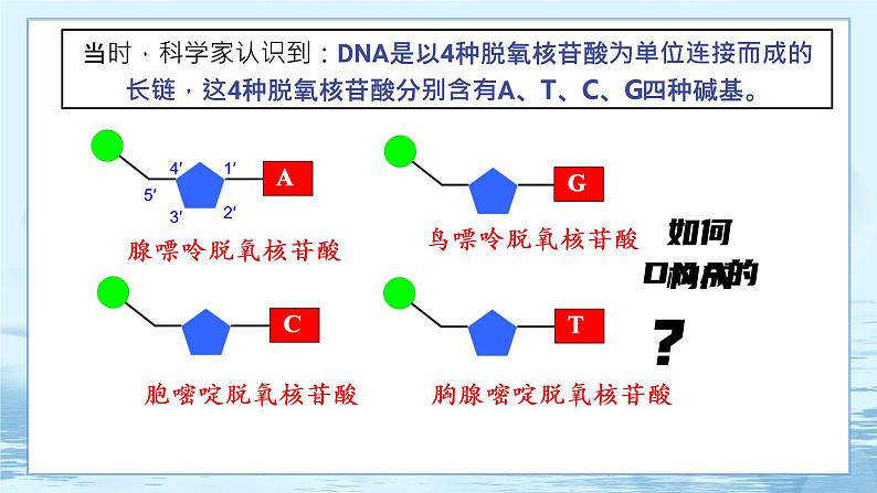 3.2 DNA的结构-高中生物 课件+练习（人教版2019 必修2）06