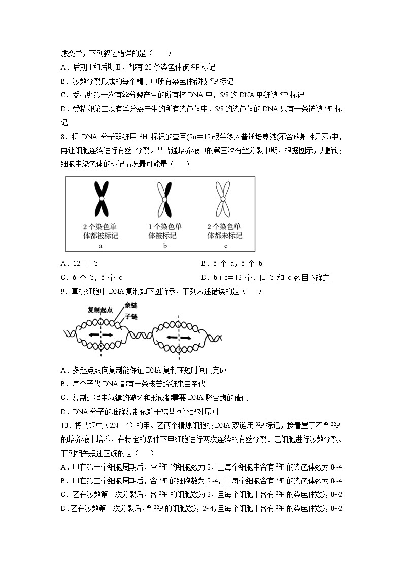 3.3 DNA的复制（练习）第3页