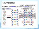 3.3 DNA的复制-高中生物 课件+练习（人教版2019 必修2）