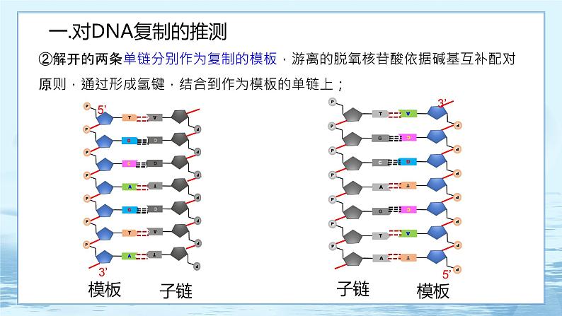 3.3 DNA的复制-高中生物 课件+练习（人教版2019 必修2）04