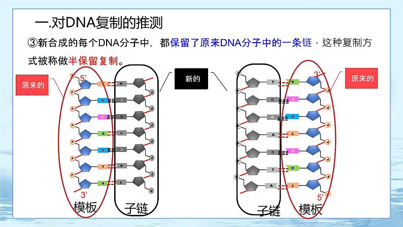 3.3 DNA的复制-高中生物 课件+练习（人教版2019 必修2）05