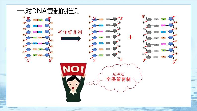 3.3 DNA的复制-高中生物 课件+练习（人教版2019 必修2）06