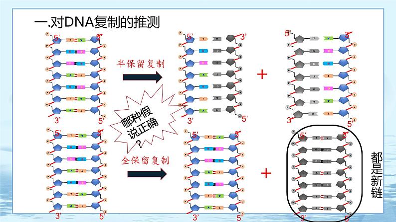 3.3 DNA的复制-高中生物 课件+练习（人教版2019 必修2）07