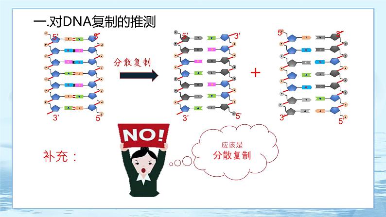 3.3 DNA的复制-高中生物 课件+练习（人教版2019 必修2）08