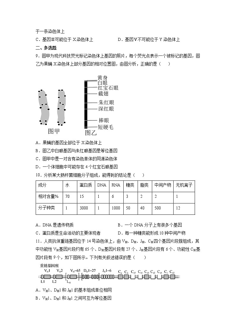 3.4 基因通常是有遗传效应的DNA片段-高中生物 课件+练习（人教版2019 必修2）03