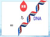 3.4 基因通常是有遗传效应的DNA片段-高中生物 课件+练习（人教版2019 必修2）