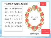 3.4 基因通常是有遗传效应的DNA片段-高中生物 课件+练习（人教版2019 必修2）