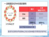 3.4 基因通常是有遗传效应的DNA片段-高中生物 课件+练习（人教版2019 必修2）