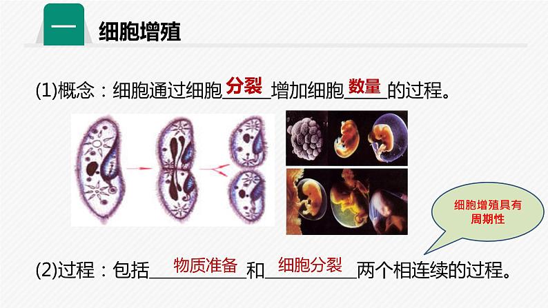 2019人教版高中生物必修一第六章第一课时 细胞的增殖 课件04