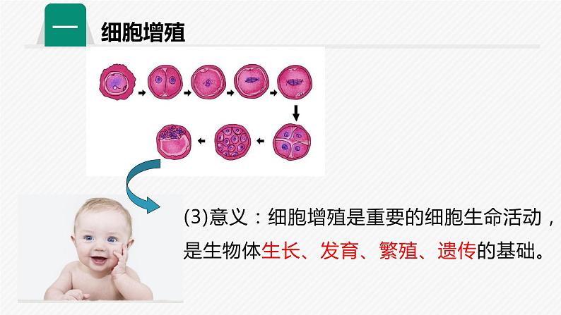 2019人教版高中生物必修一第六章第一课时 细胞的增殖 课件05