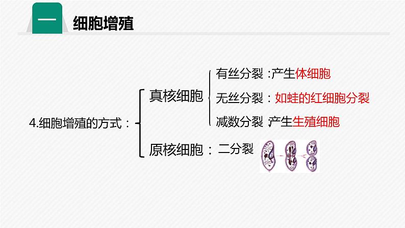 2019人教版高中生物必修一第六章第一课时 细胞的增殖 课件06