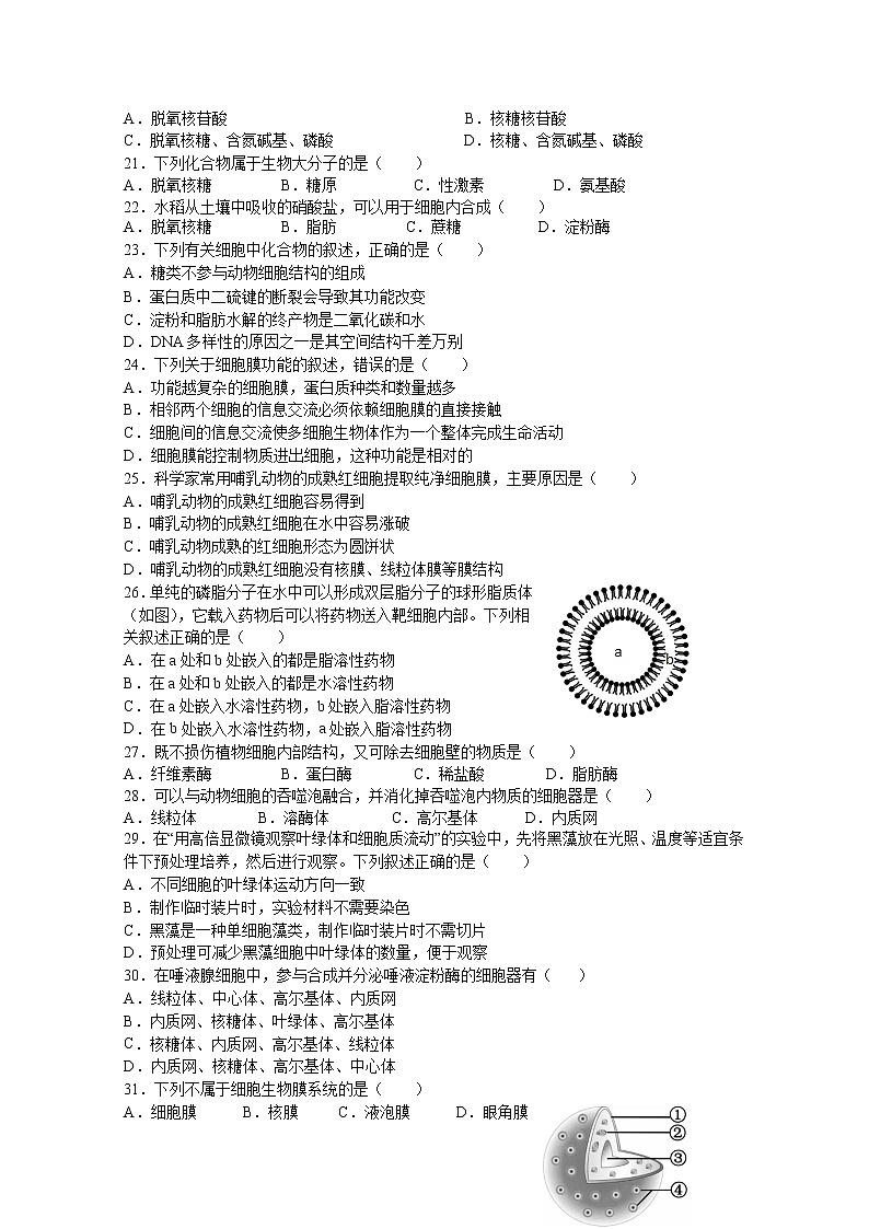 江苏省洪泽中学六校联考2022-2023学年高一生物上学期期中试题（Word版附答案）03
