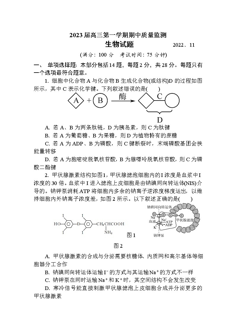 江苏省南通市通州区2022-2023学年高三生物上学期期中质量监测试卷（Word版附答案）01