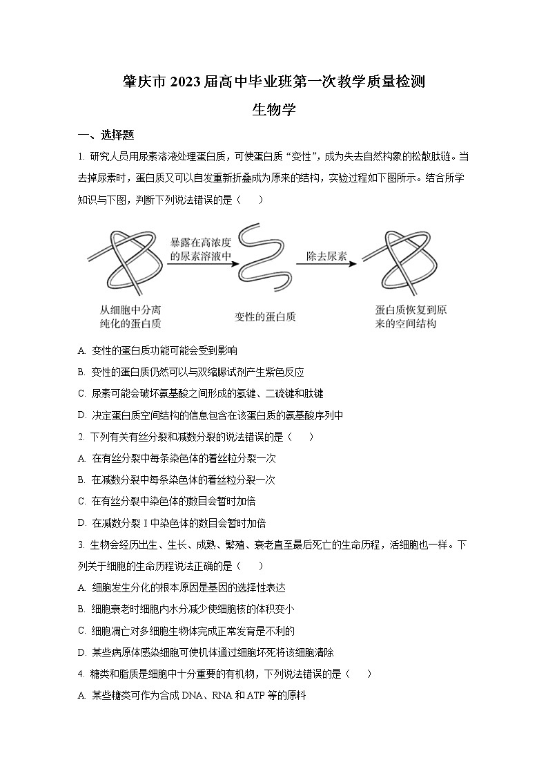 广东省肇庆市一中2022-2023学年高三生物上学期高三第一次质量检测（Word版附答案）01
