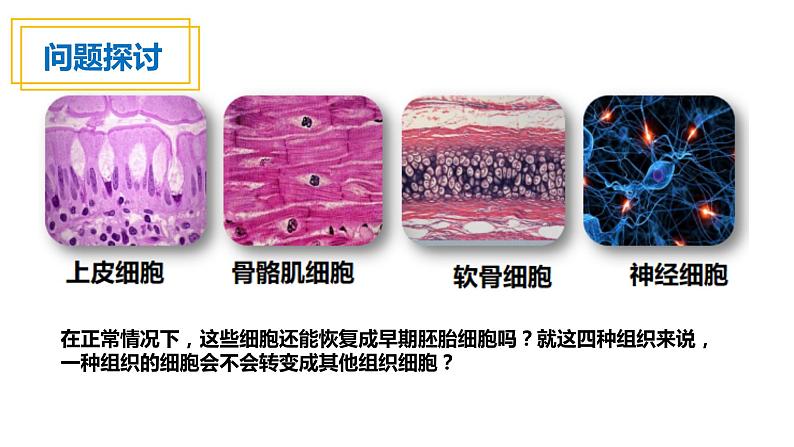 人教版高一生物必修一课件6.2细胞分化课件03