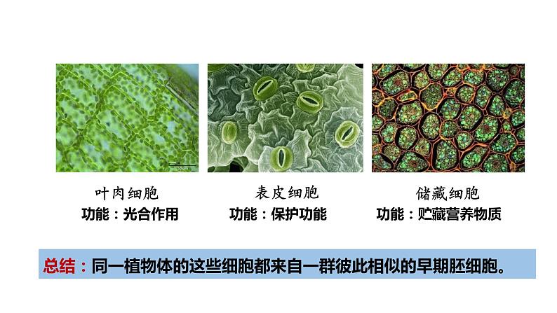 人教版高一生物必修一课件6.2细胞分化课件04