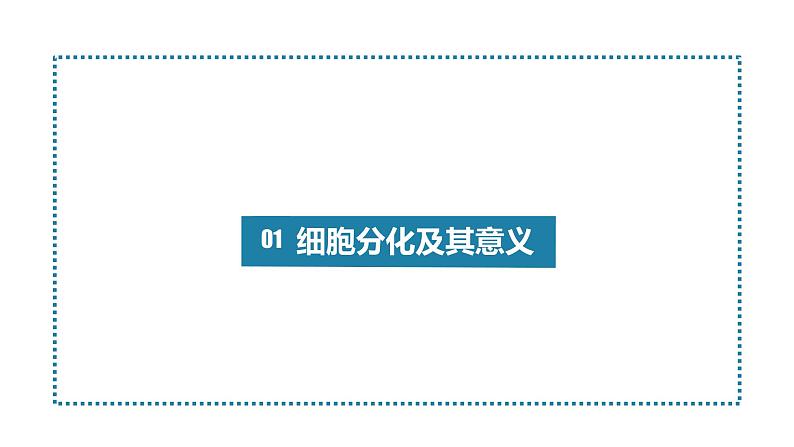 人教版高一生物必修一课件6.2细胞分化课件05