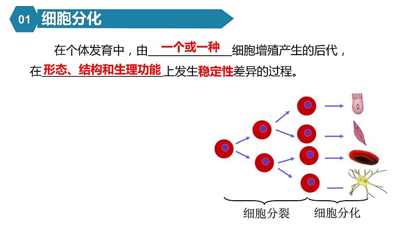 人教版高一生物必修一课件6.2细胞分化课件07