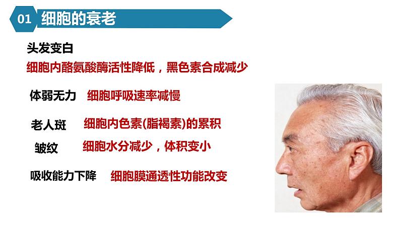 人教版高一生物必修一课件6.3细胞的衰老与死亡课件第6页