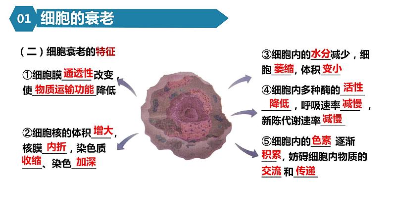 人教版高一生物必修一课件6.3细胞的衰老与死亡课件第7页