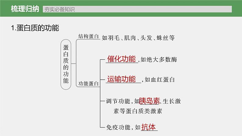 高中生物2023年高考生物一轮复习（新人教新高考） 第1单元 第3课时　蛋白质是生命活动的主要承担者课件PPT第3页