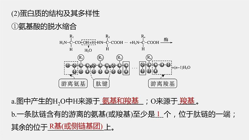 高中生物2023年高考生物一轮复习（新人教新高考） 第1单元 第3课时　蛋白质是生命活动的主要承担者课件PPT第6页