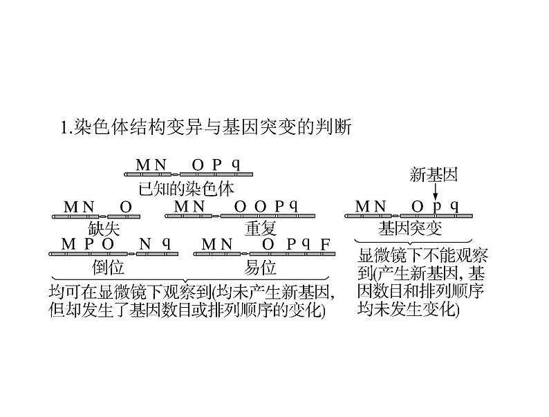 2022年《南方新课堂 高考总复习》生物 必修2 小专题六 生物变异的图形突破课件02