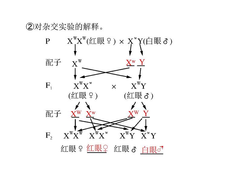 2022年《南方新课堂 高考总复习》生物 必修2 第2章 第2、3节 基因在染色体上、伴性遗传课件第5页