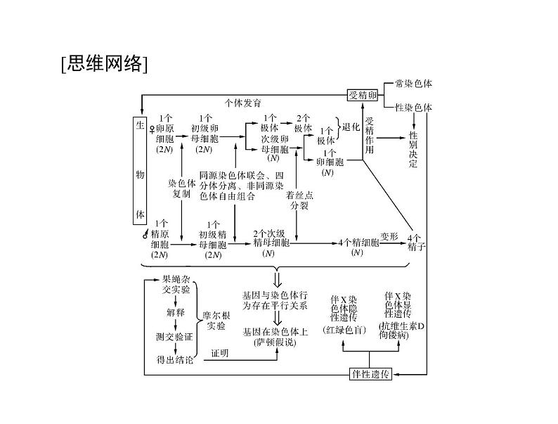 2022年《南方新课堂 高考总复习》生物 必修2 第2章 第1节 减数分裂和受精作用课件03