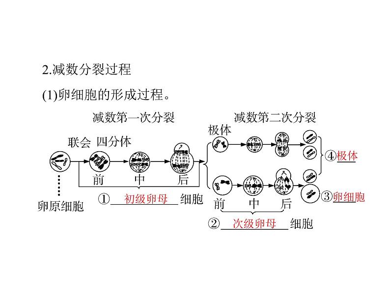 2022年《南方新课堂 高考总复习》生物 必修2 第2章 第1节 减数分裂和受精作用课件08