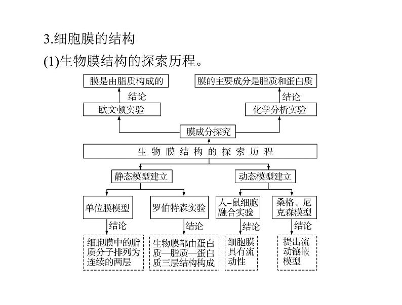 2022年《南方新课堂 高考总复习》生物 必修1 第3章 第1、3节 细胞膜——系统的边界、细胞核——系统的控制中心课件第7页