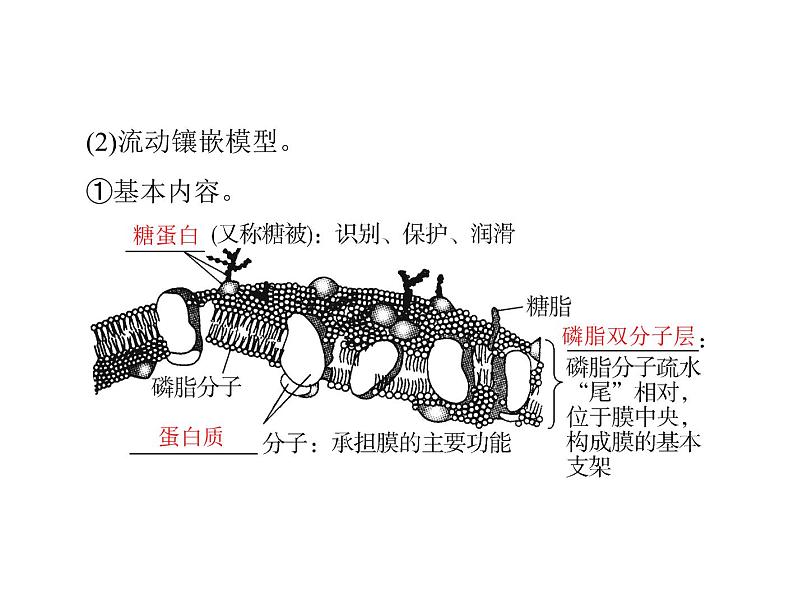 2022年《南方新课堂 高考总复习》生物 必修1 第3章 第1、3节 细胞膜——系统的边界、细胞核——系统的控制中心课件第8页